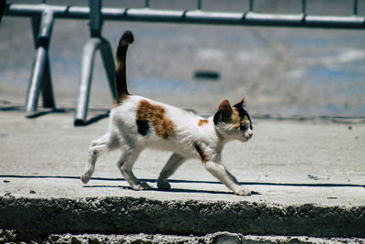 Side view of a cat walking