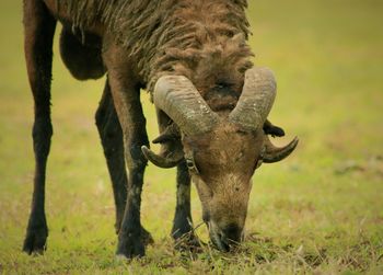 Close-up of horse on field