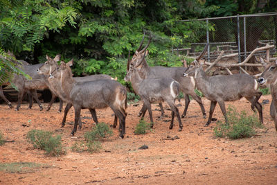 Herd deer that gather in the zoo.many deer are standing and looking at camera.