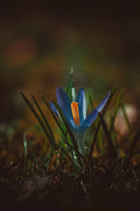 plant