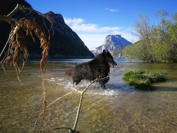 Dog in a lake