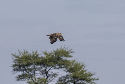 Low angle view of eagle flying against sky