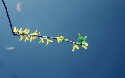 Low angle view of plants against blue sky