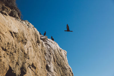 Low angle view of birds perching on cliff against clear blue sky