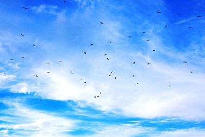 Low angle view of birds flying in sky