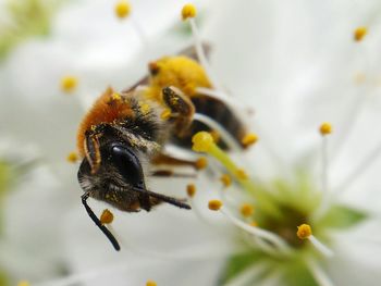 Close-up of bee pollinating on flower