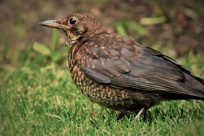 Close-up of bird perching on field