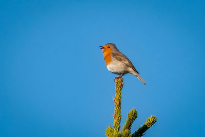 Low angle view of bird perching on plant against clear blue sky