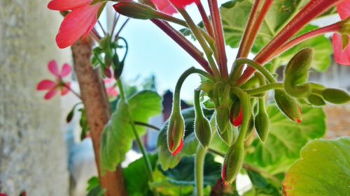 Close-up of red flower