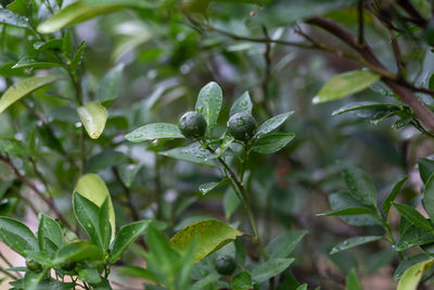 Close-up of flowering plant