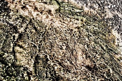 Full frame shot of tree trunk