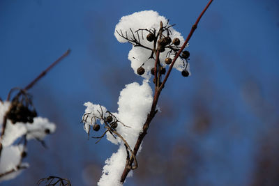 Close-up of snow against sky