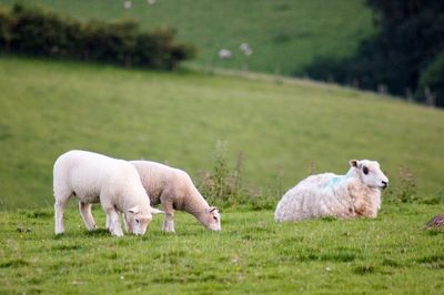 Sheep in a field