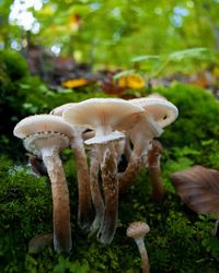 Close-up of mushrooms