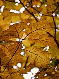 Close-up of maple leaves on tree