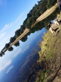 Reflection of trees in water