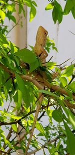 Low angle view of bird on tree