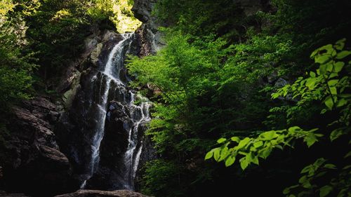 View of waterfall in forest