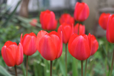 plant