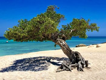 Tree by driftwood on beach against blue sky