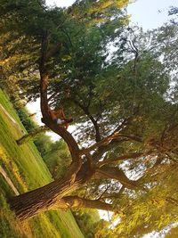 Trees on landscape against sky