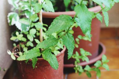 Close-up of potted plant