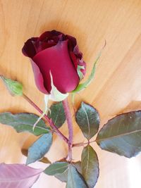 Close-up of pink rose