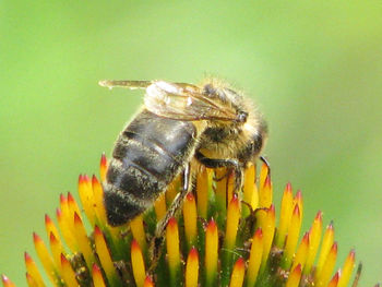 Close-up of bee on flower