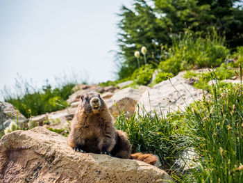 Squirrel sitting on rock