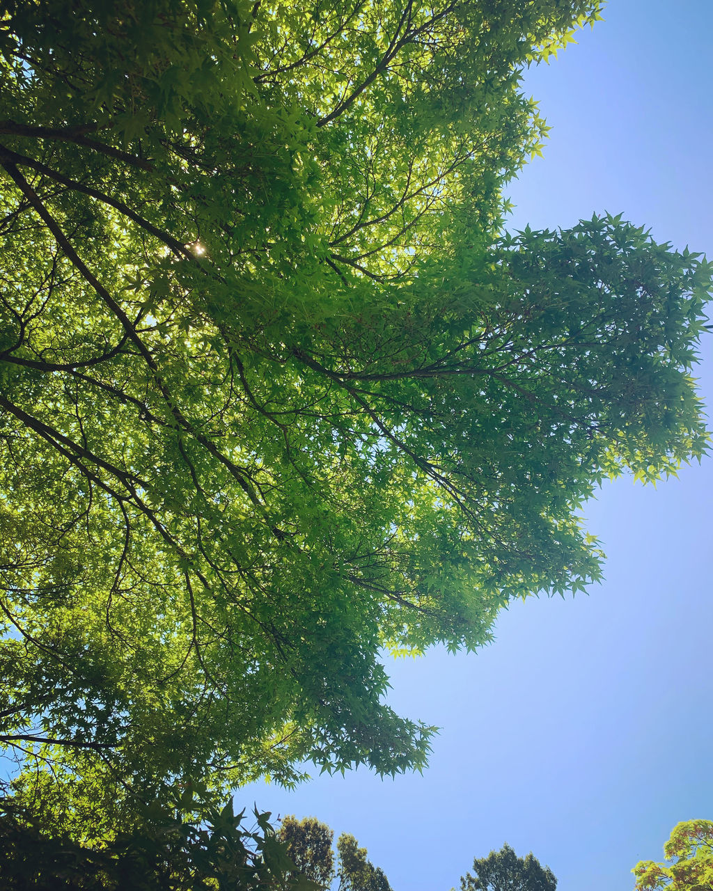 tree, plant, growth, green color, low angle view, day, beauty in nature, sky, nature, no people, tranquility, sunlight, outdoors, branch, leaf, clear sky, plant part, green, scenics - nature, land, leaves, tree canopy