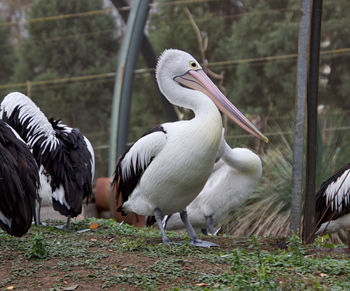 Pelicans in a natural park