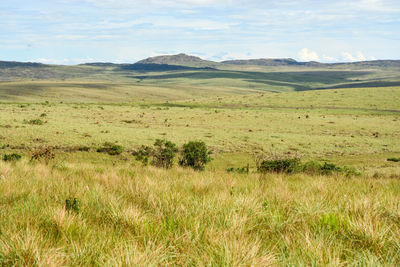 Scenic view of field against sky