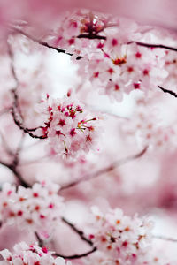 Close-up of cherry blossoms in spring
