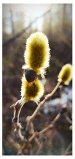 Close-up of yellow flowering plant