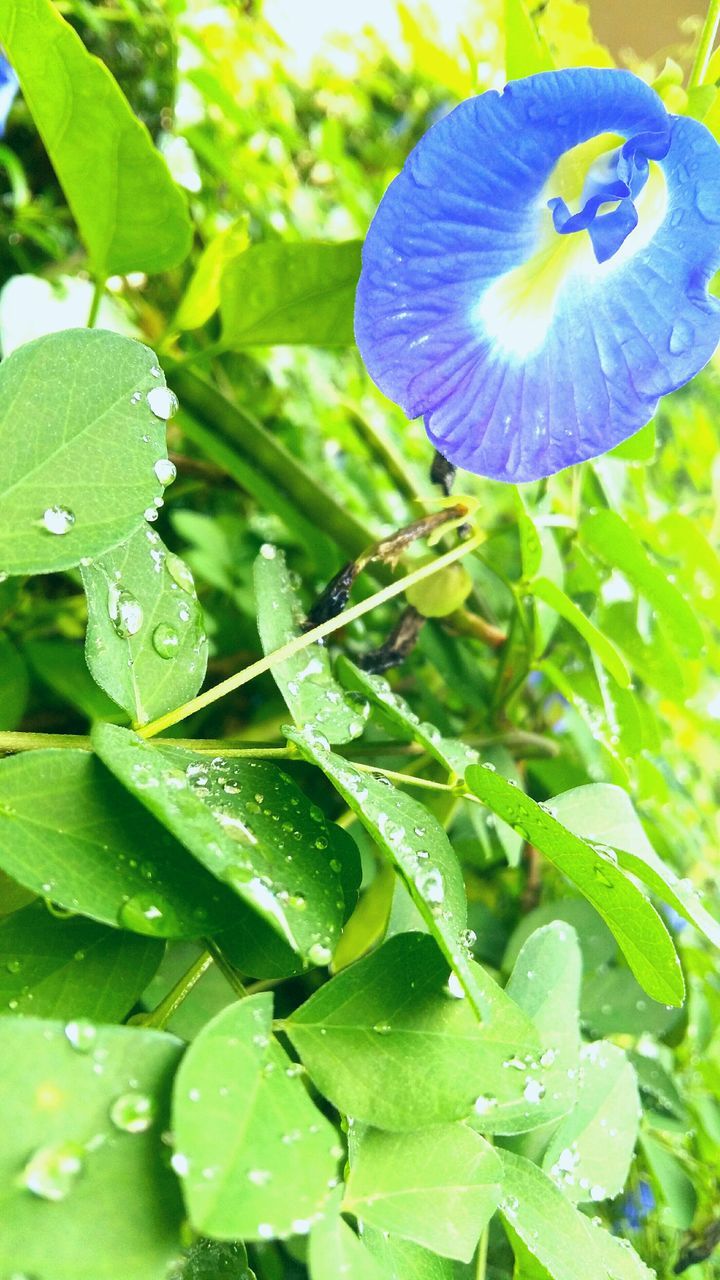 leaf, green color, drop, close-up, blue, growth, freshness, fragility, water, focus on foreground, beauty in nature, nature, plant, wet, green, day, outdoors, no people, purple, selective focus