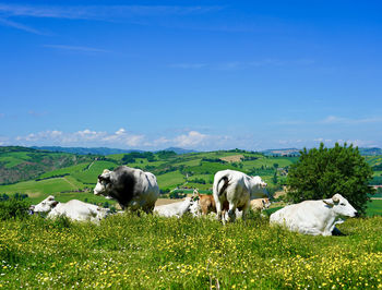 Cows in a field