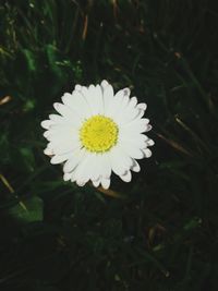 Close-up of white flower blooming outdoors