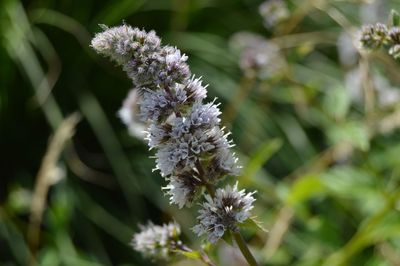 Close-up of purple flowering plant