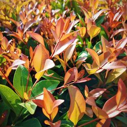 Close-up of autumn leaves on plant