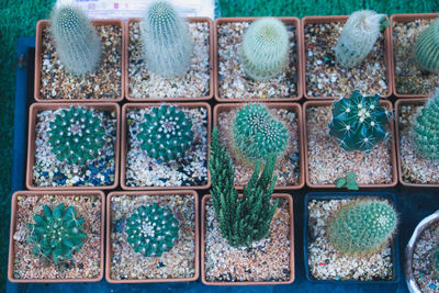 Full frame shot of succulent plants