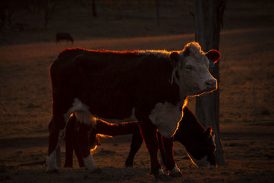 Cows standing in a field