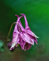 Close-up of wet purple flower