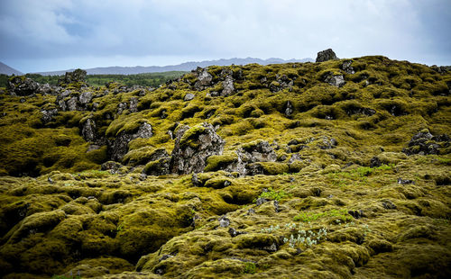 Plants growing on rock against sky