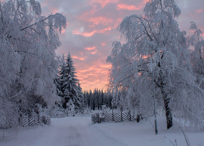 Trees in forest during sunset