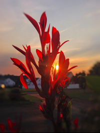 Close-up of red flower