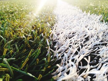 Close-up of plants growing on field