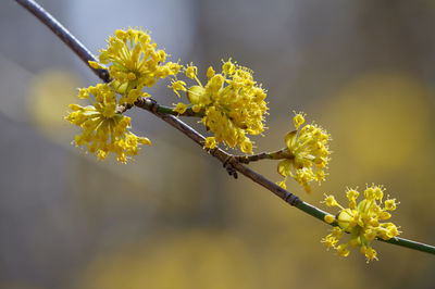 Close-up of yellow flowering plant