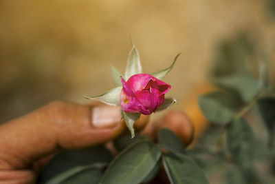 Close-up of pink rose flower