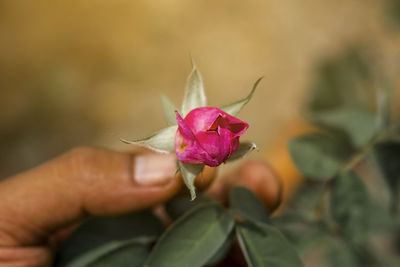 Close-up of pink flower