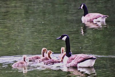 Swans swimming in lake